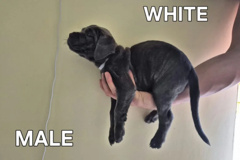 Cane Corso