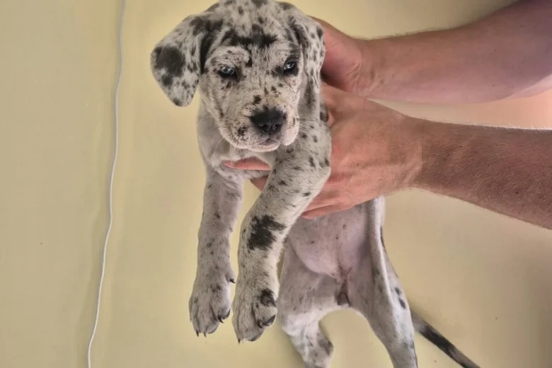 Cane Corso