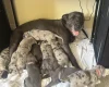 Cane Corso