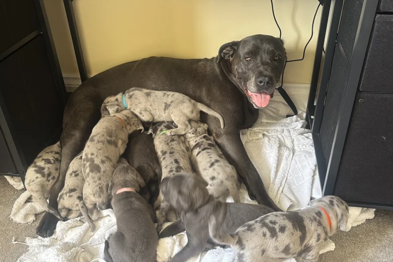 Cane Corso