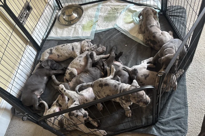Cane Corso