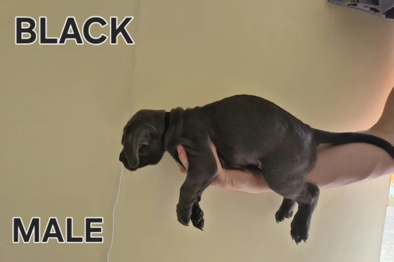 Cane Corso