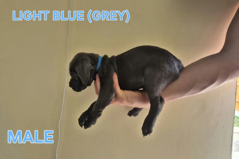 Cane Corso
