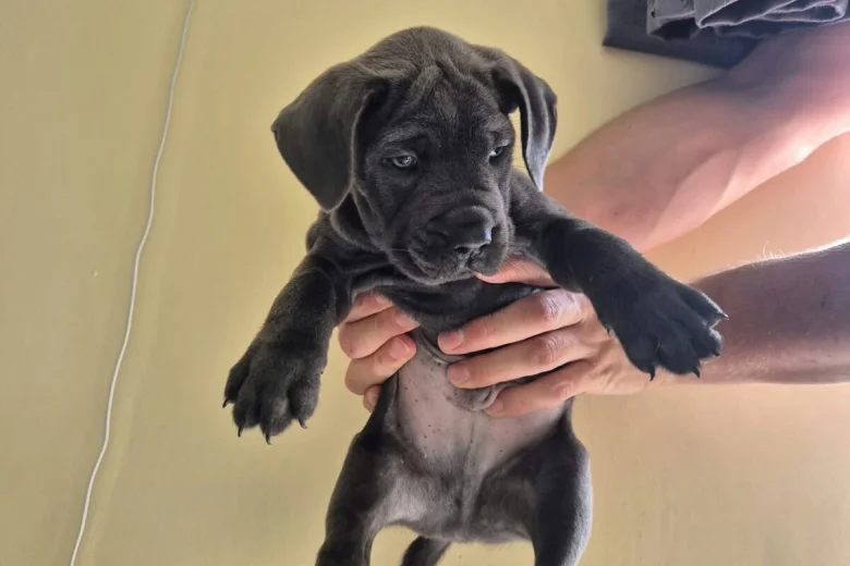 Cane Corso