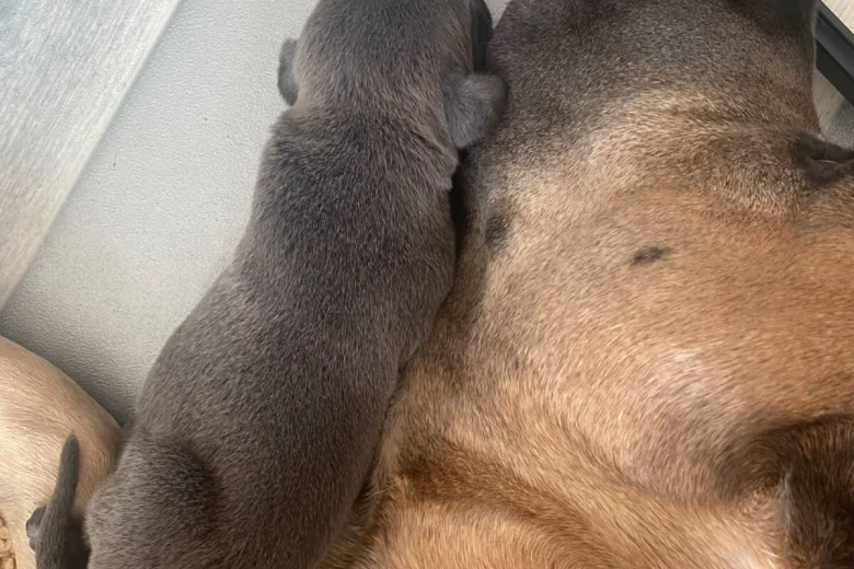 Cane Corso
