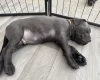 Cane Corso