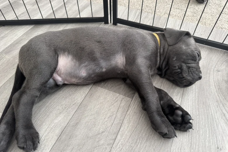 Cane Corso