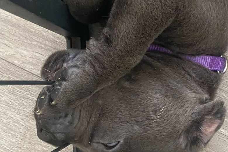 Cane Corso