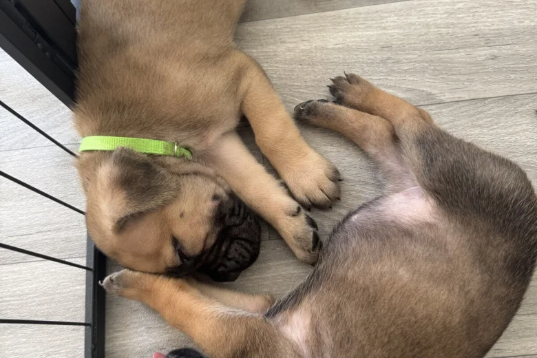 Cane Corso