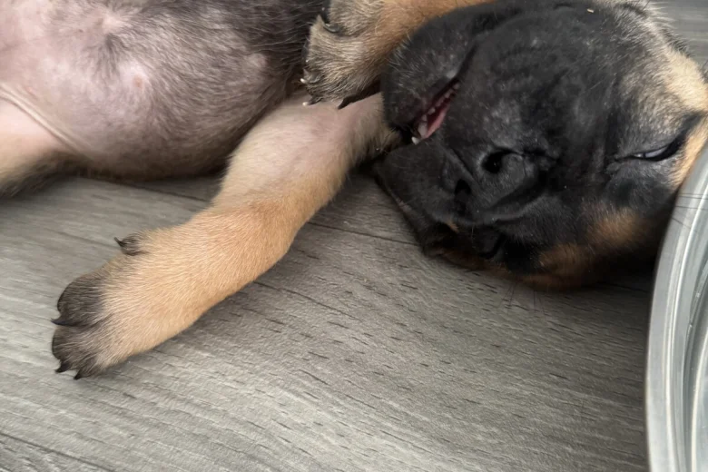 Cane Corso