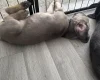 Cane Corso