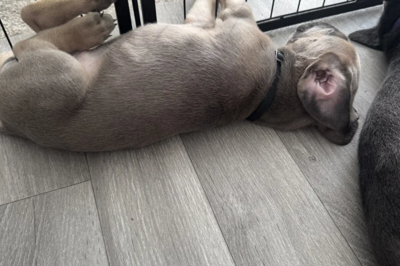 Cane Corso