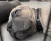 Cane Corso