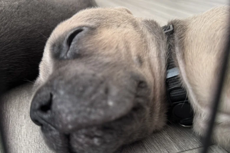 Cane Corso