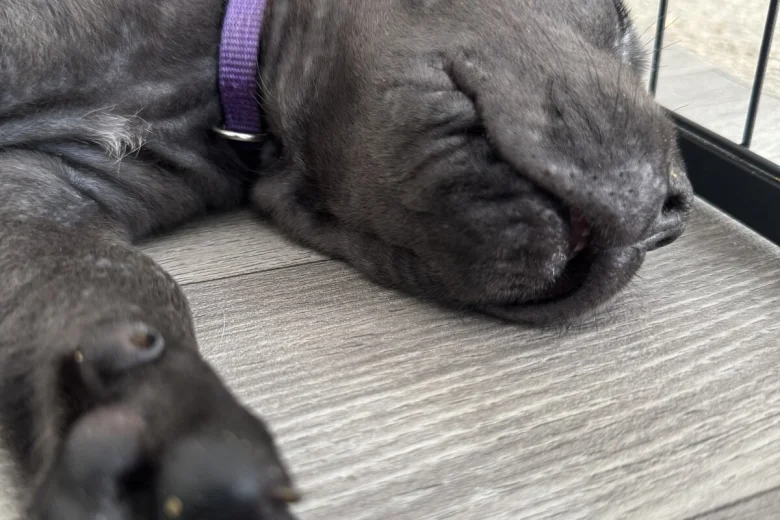 Cane Corso