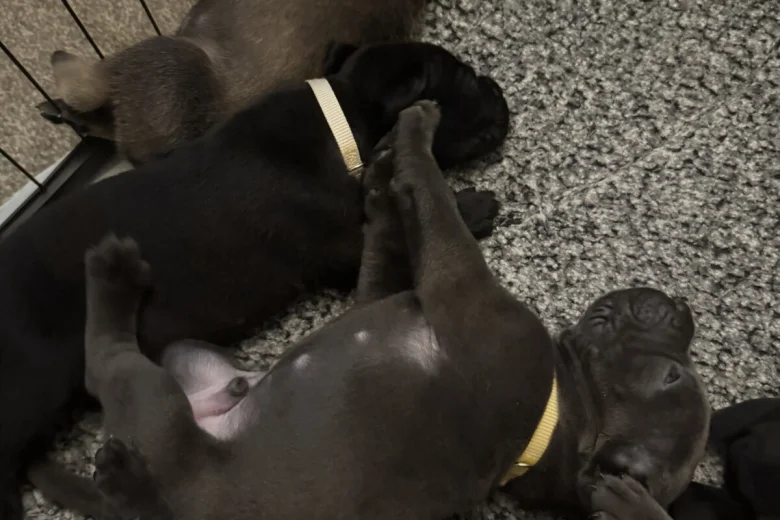 Cane Corso