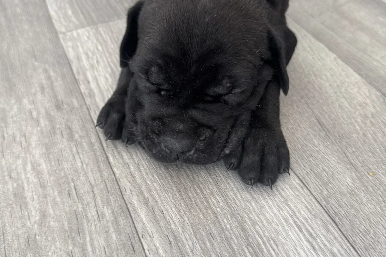 Cane Corso