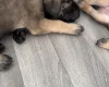 Cane Corso