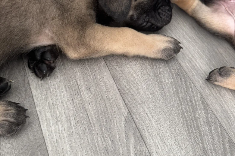 Cane Corso