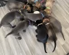 Cane Corso