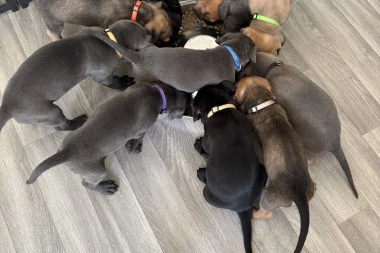 Cane Corso