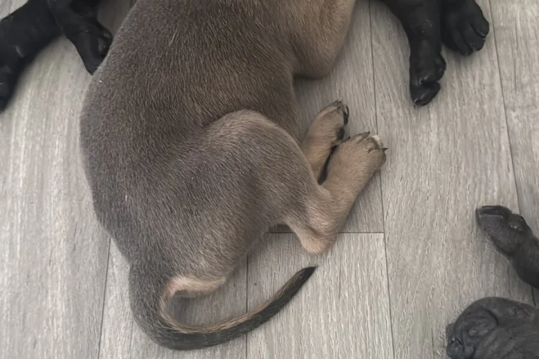 Cane Corso
