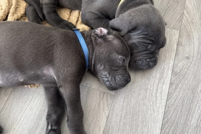 Cane Corso