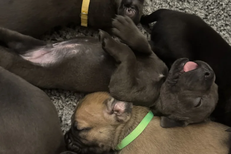 Cane Corso