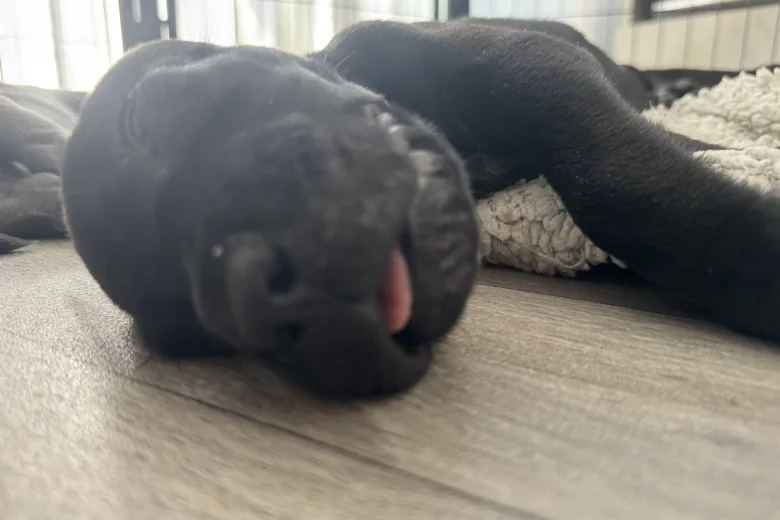 Cane Corso