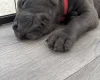 Cane Corso