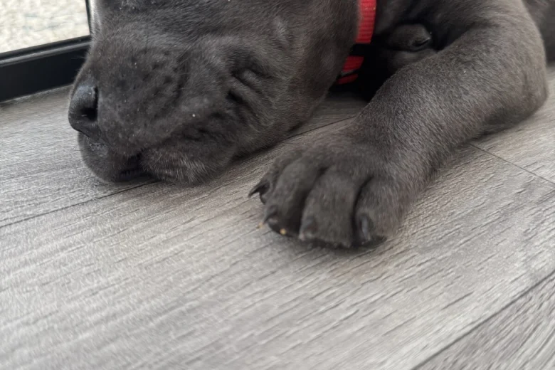 Cane Corso