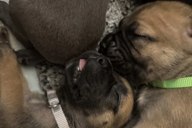 Cane Corso