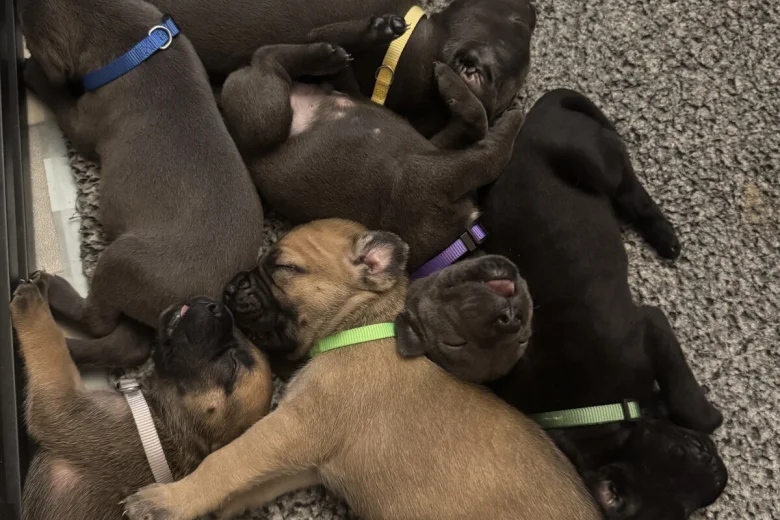 Cane Corso