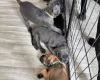 Cane Corso