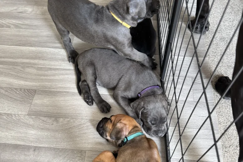 Cane Corso