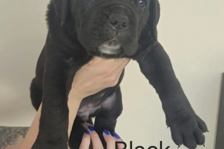 Cane Corso