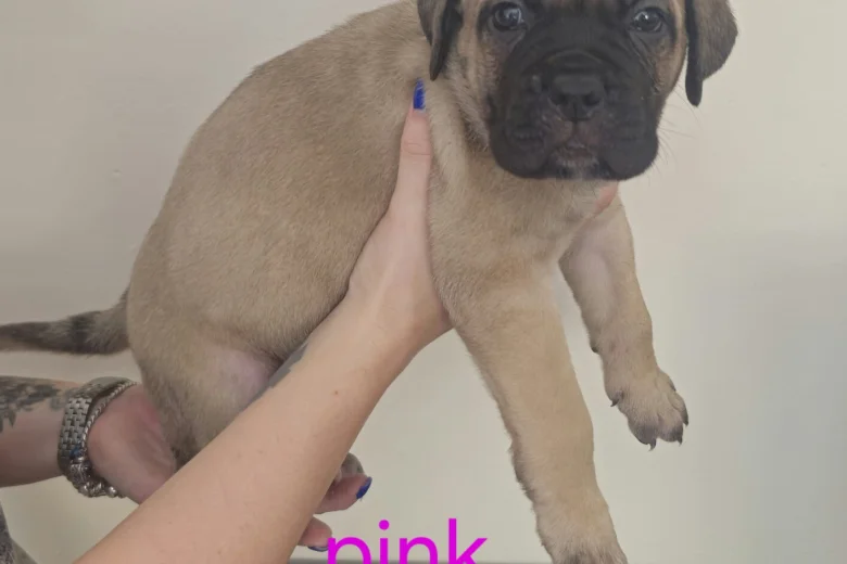 Cane Corso