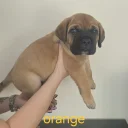 Cane Corso