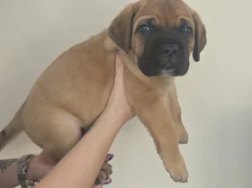 Cane Corso