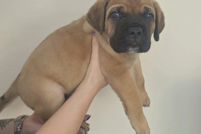 Cane Corso