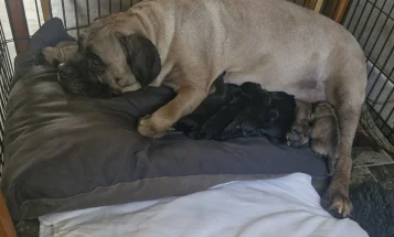 Cane Corso