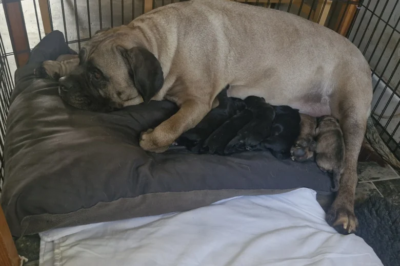 Cane Corso