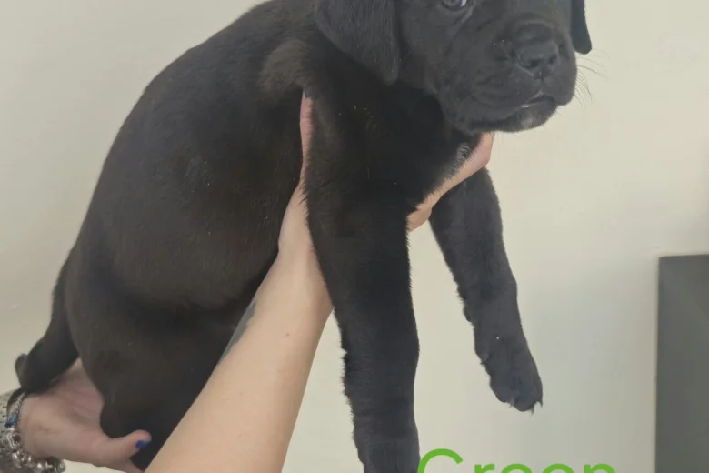 Cane Corso
