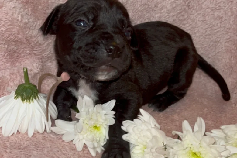 Cane Corso