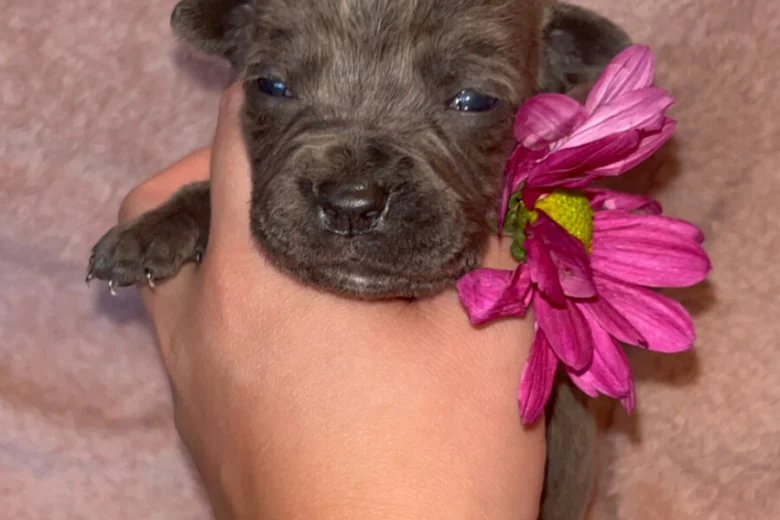 Cane Corso