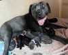 Cane Corso