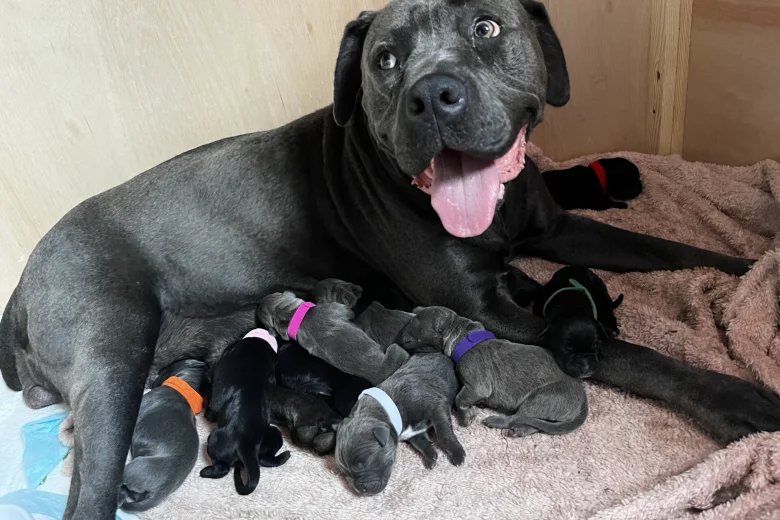 Cane Corso