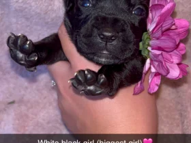 Cane Corso