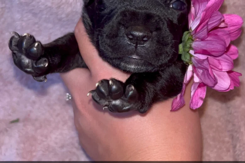 Cane Corso