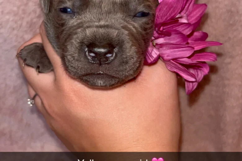 Cane Corso
